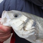 LOUTHBASS
