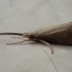 Lough Sheelin – A Sedge fly