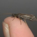 Lough Sheelin – A sedge