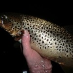 Lough Sheelin – Cathal McNaughton trout