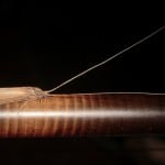 Lough Sheelin – Long – horned Sedge – Oecetis ochracea