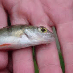 Lough Sheelin – Perch Fry – Pin-head fry