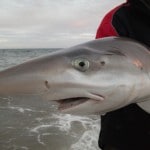 SE Angling Services – Shark 1