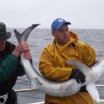 Sea Breeze Angling – Shark (3)