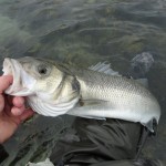 Sean Jordan – Bass July 1