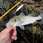 Sean Jordan – Bass fishing June 2013 1