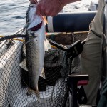 Sean Jordan – Kilmore Quay July 2013