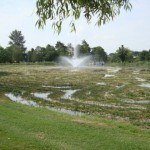 Templemore- Lake with overgrowth (1)