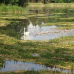Templemore – Lake with overgrowth (3)
