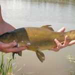 Templemore – Tench