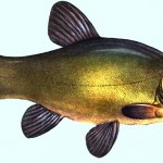 Tench Survey