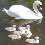 swans