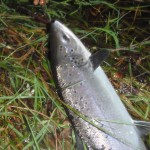 A Laune salmon about to go back
