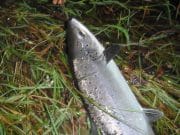 Salmon anglers enjoyed the weekend on the Laune A Laune salmon about to go back