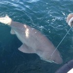 six-gill shark