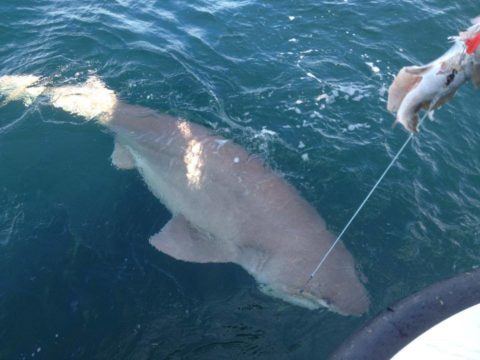 Dentlif's huge 250kg six-gill shark wins Catch of the Week