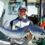 Blue shark