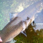 Big Kylemore salmon