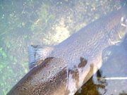17lb salmon caught and released on the Dawros River yesterday