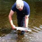 Ballyduff Bridge Salmon Fishery – Able ghillie Len Tomlinson returning John Tarbetts Ballincurrig fish.