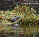 Ballyduff Bridge Salmon Fishery – Otter