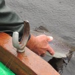Gillie Mr. Bob Priestley releases Andrew's Salmon back to Lough Currane