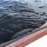 DSCF0552
