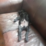 'Yawn…. a hard day needs a good rest' for Teal the pup
