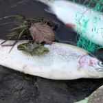 Dublin People – FILE PHOTO An estimated 200 fish were found dead.