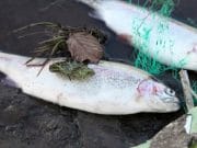 Pollution suspected after local fish kill FILE PHOTO An estimated 200 fish were found dead.