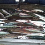 Ewing Sea Angling – Mackerel galore!