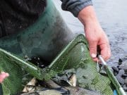 Fishmaniak Competition This Sunday 18th on Lough Sillan