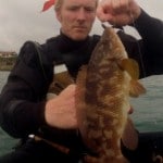 Another ballan wrasse
