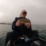 wrasse