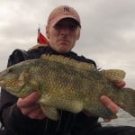 Ballan wrasse