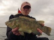 Kayak angling for ballan wrasse minutes from Dublin city Biggest ballan wrasse of the day