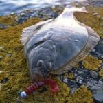 Gerard Doran – Flounder (2)