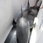 porbeagle shark