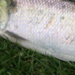 Irish Times – Killarney Shad