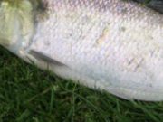Scientists unravel ancestry of Ireland’s rarest fish – Irish Times