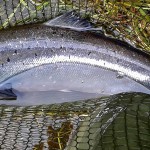 Jason Nash – August salmon (2)