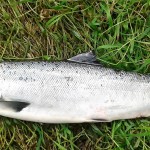 Jason Nash – August salmon (4)