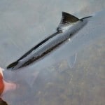 Jason Nash – Releasing fish