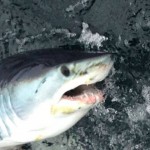 Jorree Jade – Mako Shark (3)