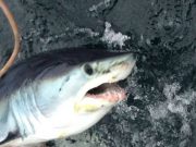 Irish Angling Update – 15/08/2013