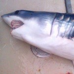 Jorree Jade – Mako Shark (5)