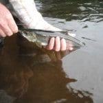 Laune Anglers Aug 2013