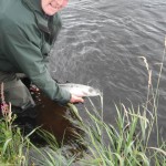 Reviving an enthusiastic leaper caught on the fly at Johnston's.