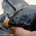 Lurefish Ireland – Flounder (1)