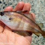 Lurefish Ireland – July 2013 – 1
